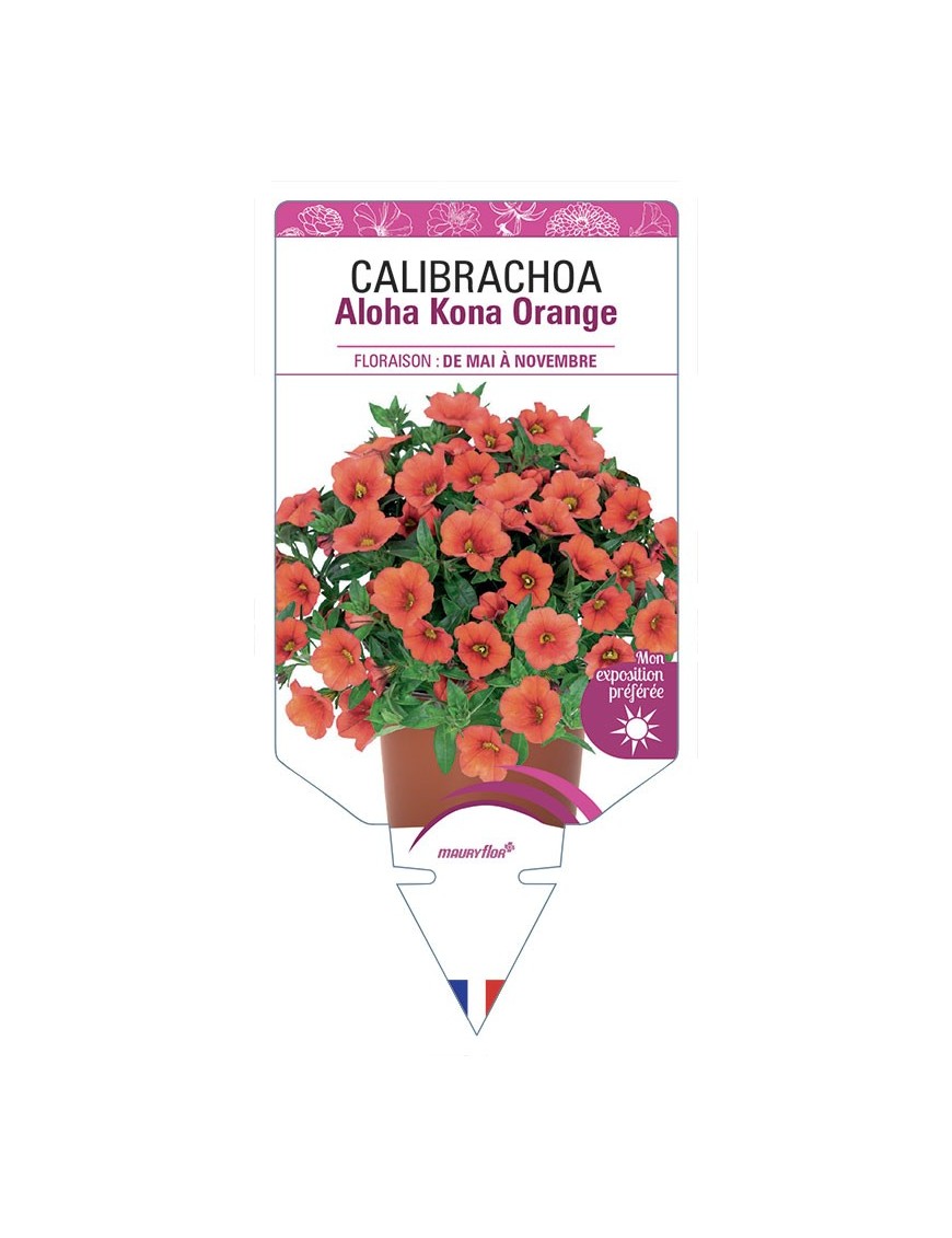 CALIBRACHOA Aloha Kona Orange
