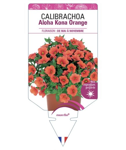 CALIBRACHOA Aloha Kona Orange