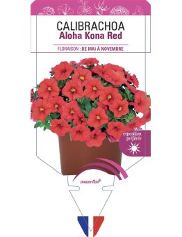 CALIBRACHOA Aloha Kona Red