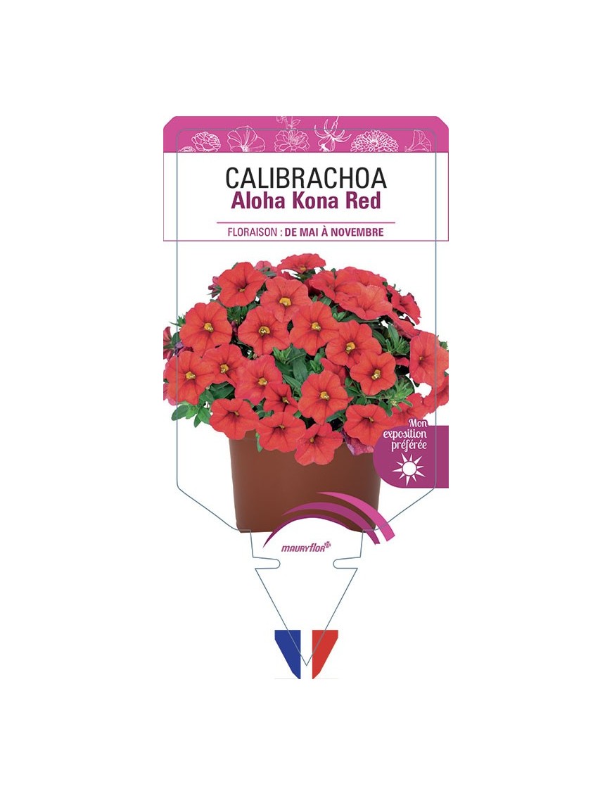 CALIBRACHOA Aloha Kona Red