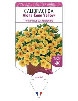 CALIBRACHOA Aloha Kona Yellow