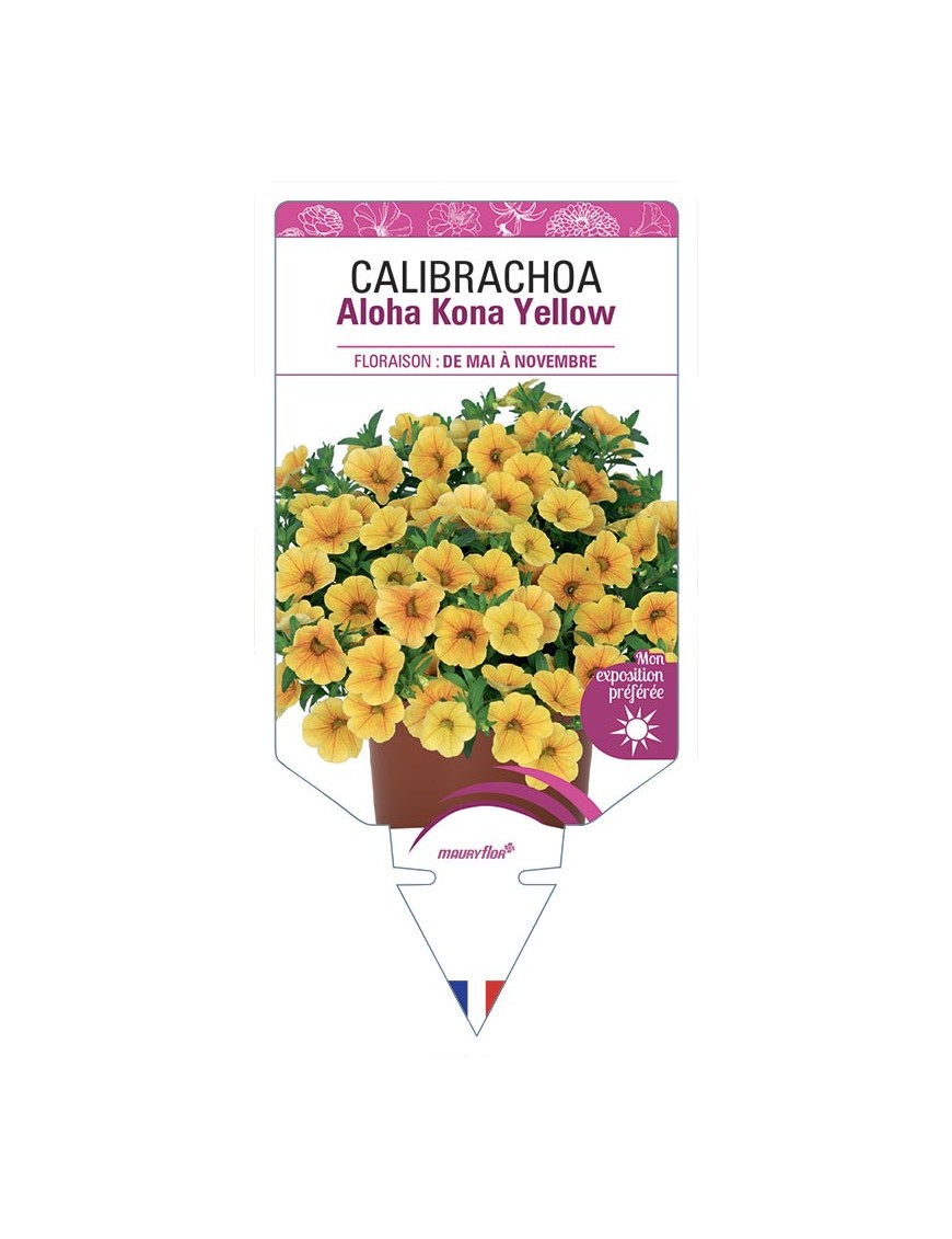 CALIBRACHOA Aloha Kona Yellow