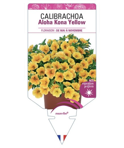 CALIBRACHOA Aloha Kona Yellow