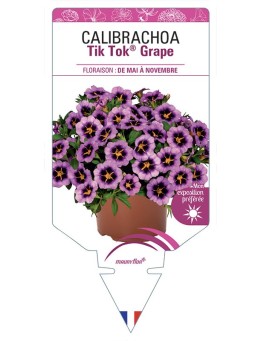 CALIBRACHOA Tik Tok® Grape