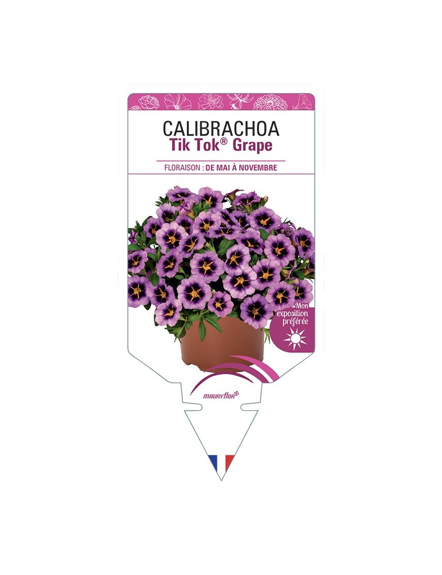 CALIBRACHOA Tik Tok® Grape
