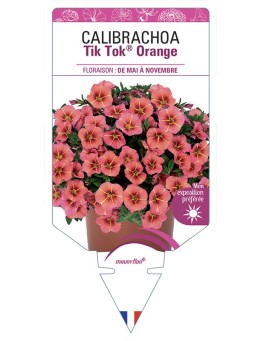 CALIBRACHOA Tik Tok® Orange