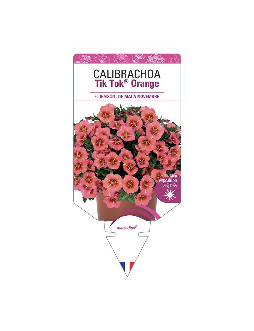 CALIBRACHOA Tik Tok® Orange