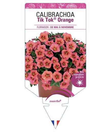 CALIBRACHOA Tik Tok® Orange