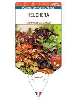HEUCHERA