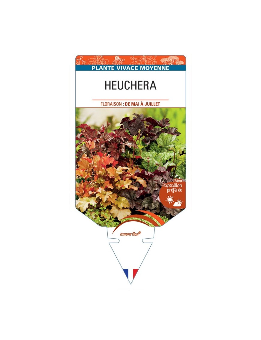 HEUCHERA