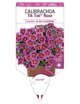 CALIBRACHOA Tik Tok® Rose