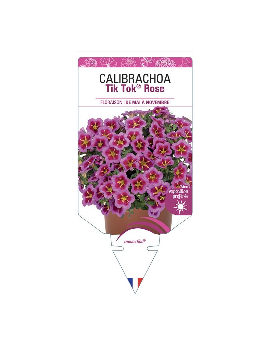 CALIBRACHOA Tik Tok® Rose