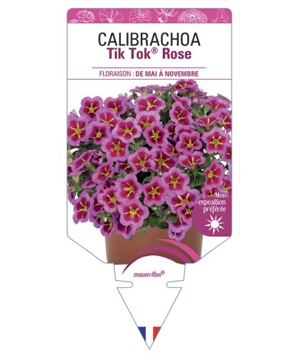 CALIBRACHOA Tik Tok® Rose