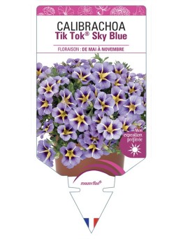 CALIBRACHOA Tik Tok® Sky Blue