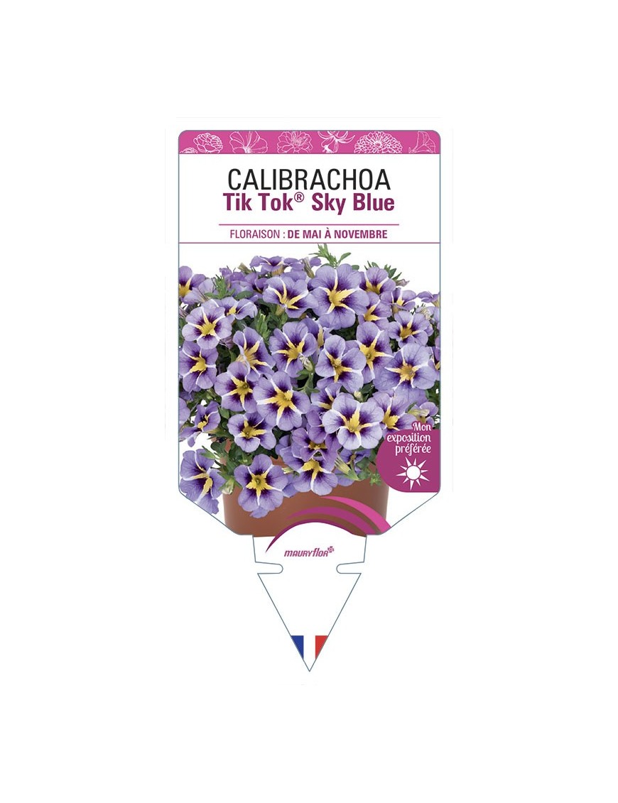 CALIBRACHOA Tik Tok® Sky Blue