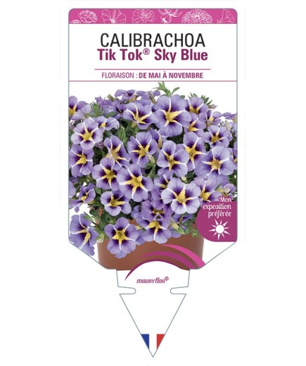 CALIBRACHOA Tik Tok® Sky Blue
