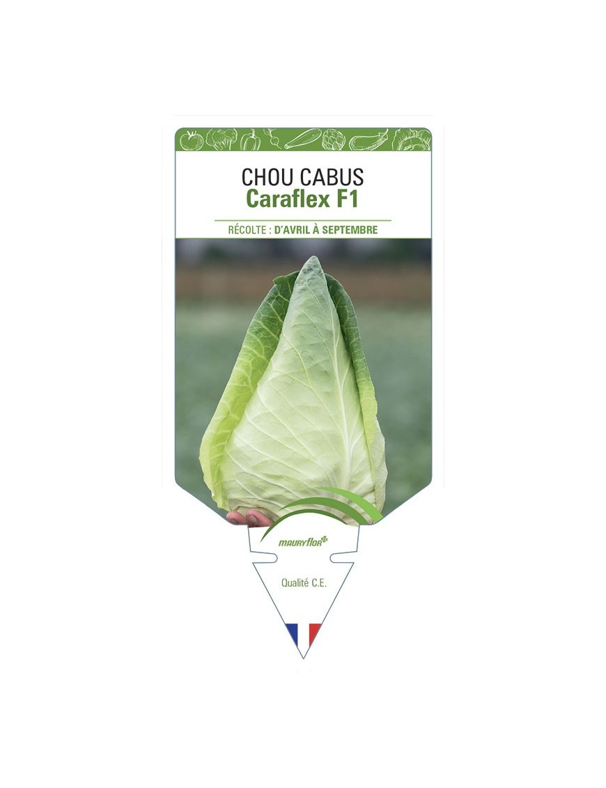 CHOU CABUS Caraflex F1