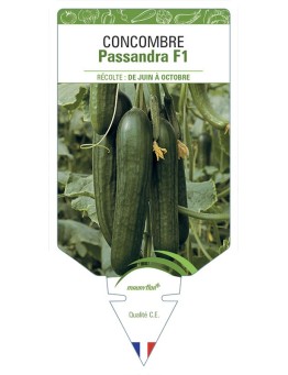 CONCOMBRE Passandra F1