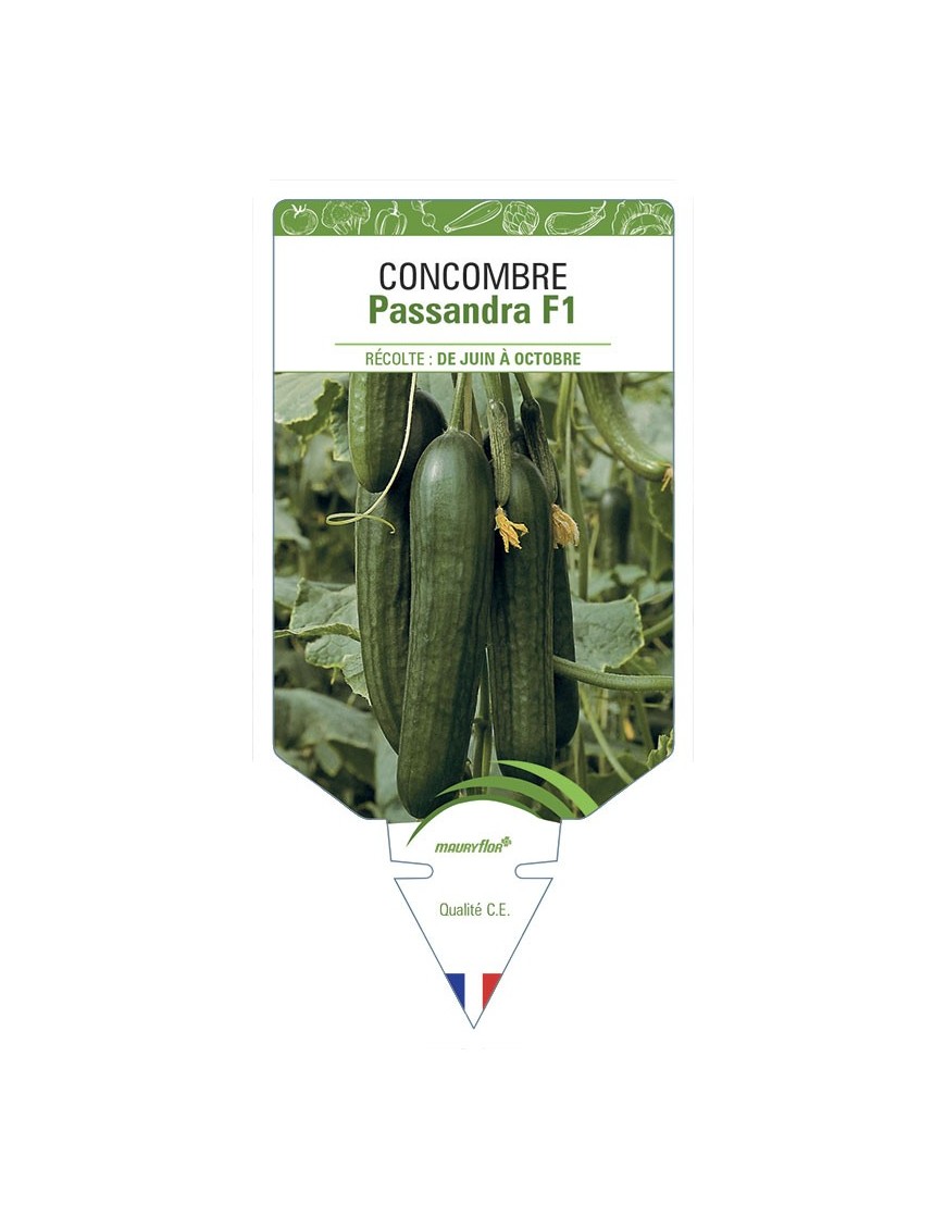 CONCOMBRE Passandra F1