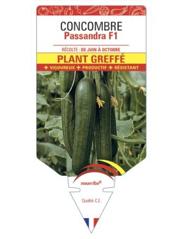 CONCOMBRE Passandra F1 PLANT GREFFÉ