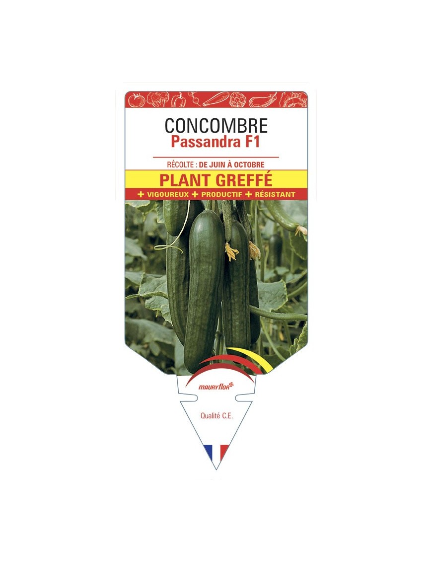 CONCOMBRE Passandra F1 PLANT GREFFÉ
