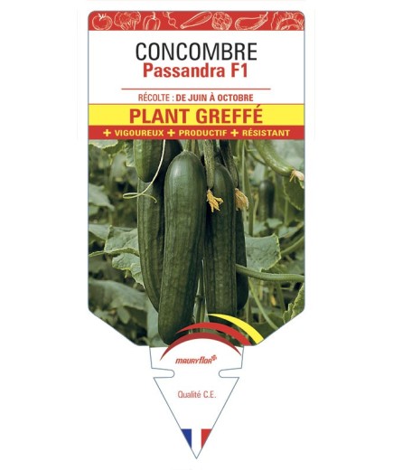 CONCOMBRE Passandra F1 PLANT GREFFÉ