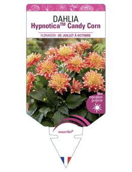 DAHLIA HypnoticaTM Candy Corn