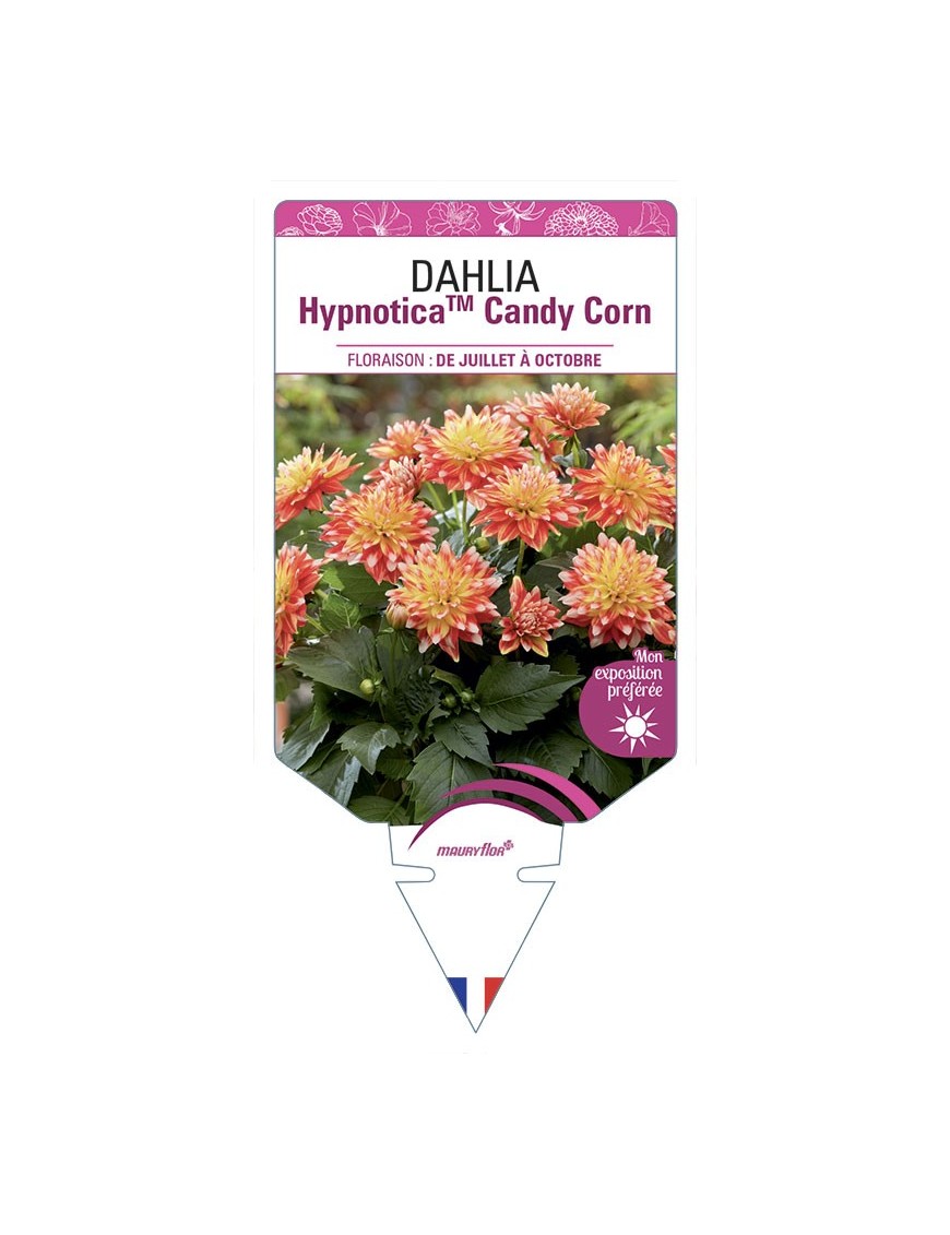 DAHLIA HypnoticaTM Candy Corn