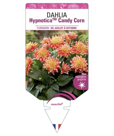 DAHLIA HypnoticaTM Candy Corn
