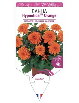 DAHLIA HypnoticaTM Orange