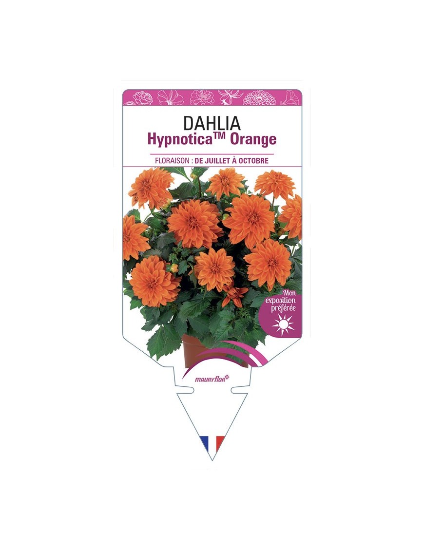 DAHLIA HypnoticaTM Orange