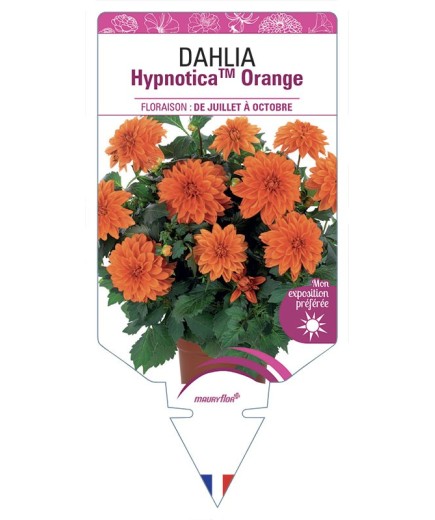 DAHLIA HypnoticaTM Orange