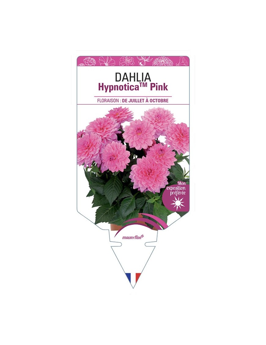 DAHLIA HypnoticaTM Pink