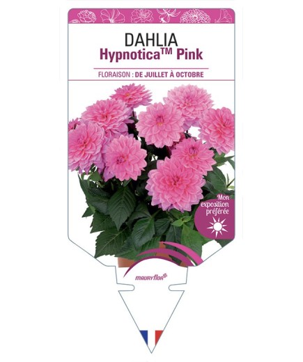 DAHLIA HypnoticaTM Pink