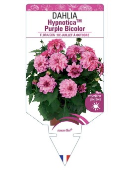 DAHLIA HypnoticaTM Purple Bicolor