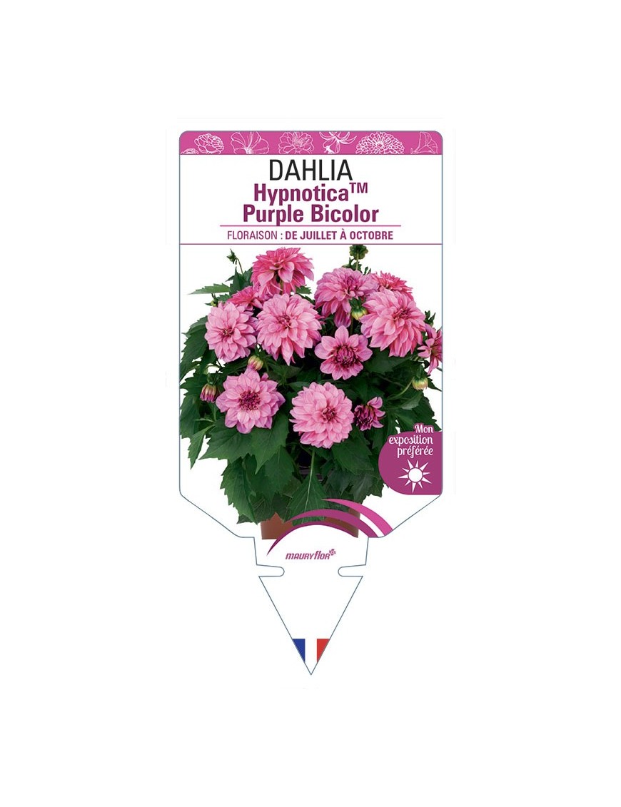 DAHLIA HypnoticaTM Purple Bicolor
