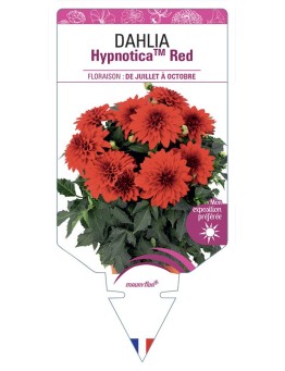 DAHLIA HypnoticaTM Red