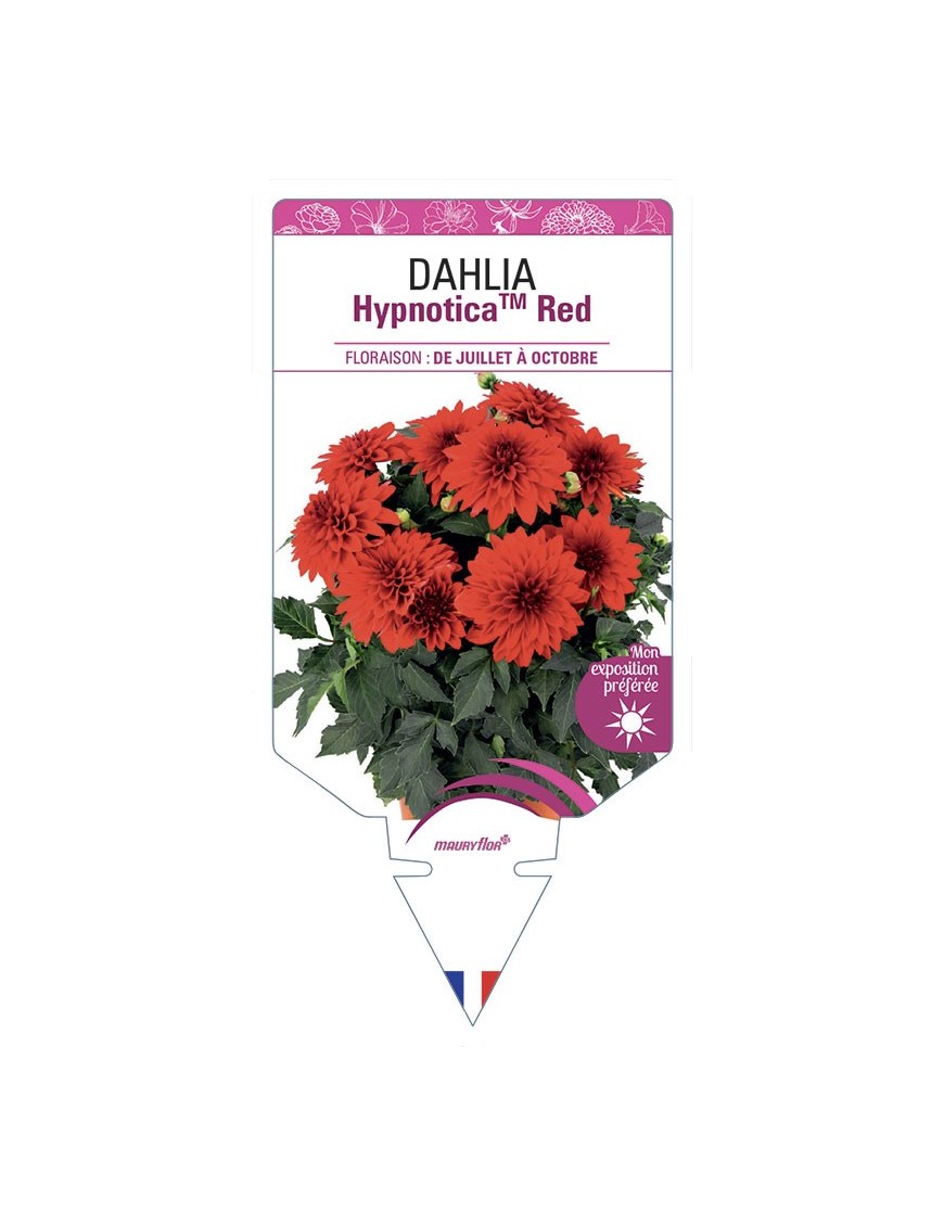 DAHLIA HypnoticaTM Red