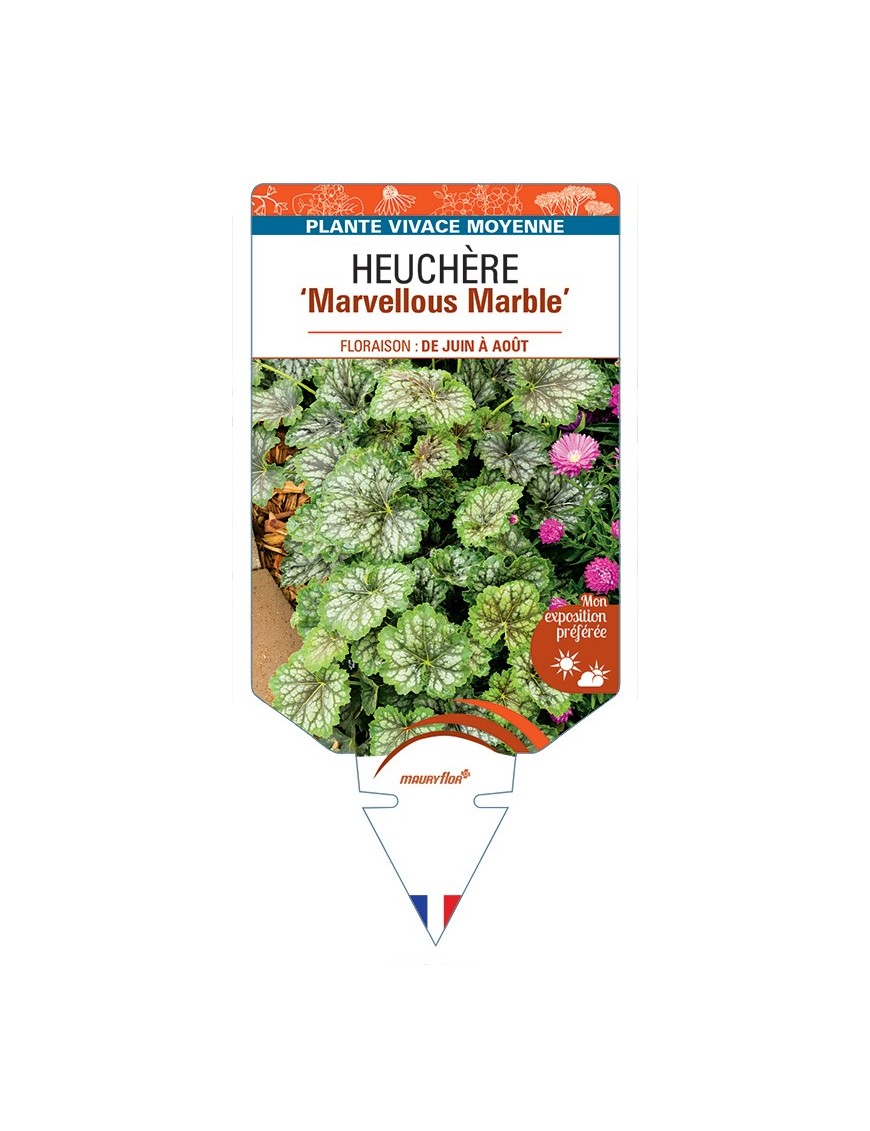 HEUCHERA (americana) Marvellous Marble