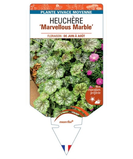 HEUCHERA (americana) Marvellous Marble