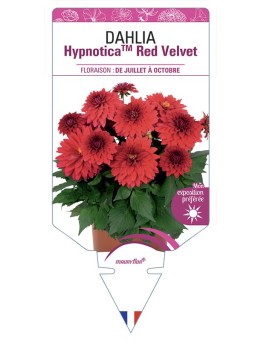 DAHLIA HypnoticaTM Red Velvet