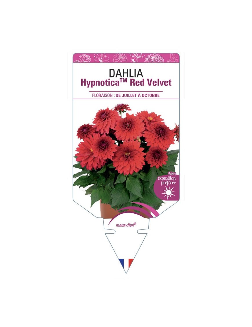 DAHLIA HypnoticaTM Red Velvet