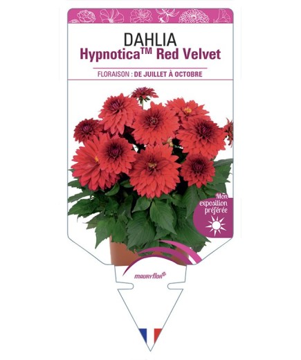 DAHLIA HypnoticaTM Red Velvet