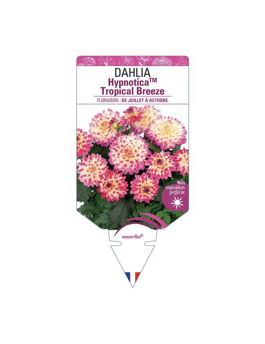 DAHLIA HypnoticaTM Tropical Breeze