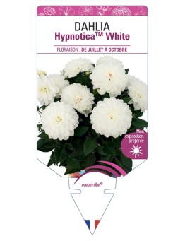 DAHLIA HypnoticaTM White