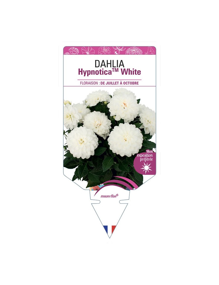 DAHLIA HypnoticaTM White