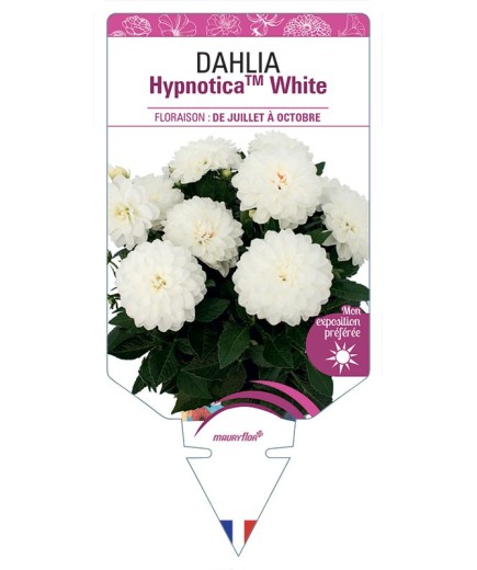 DAHLIA HypnoticaTM White
