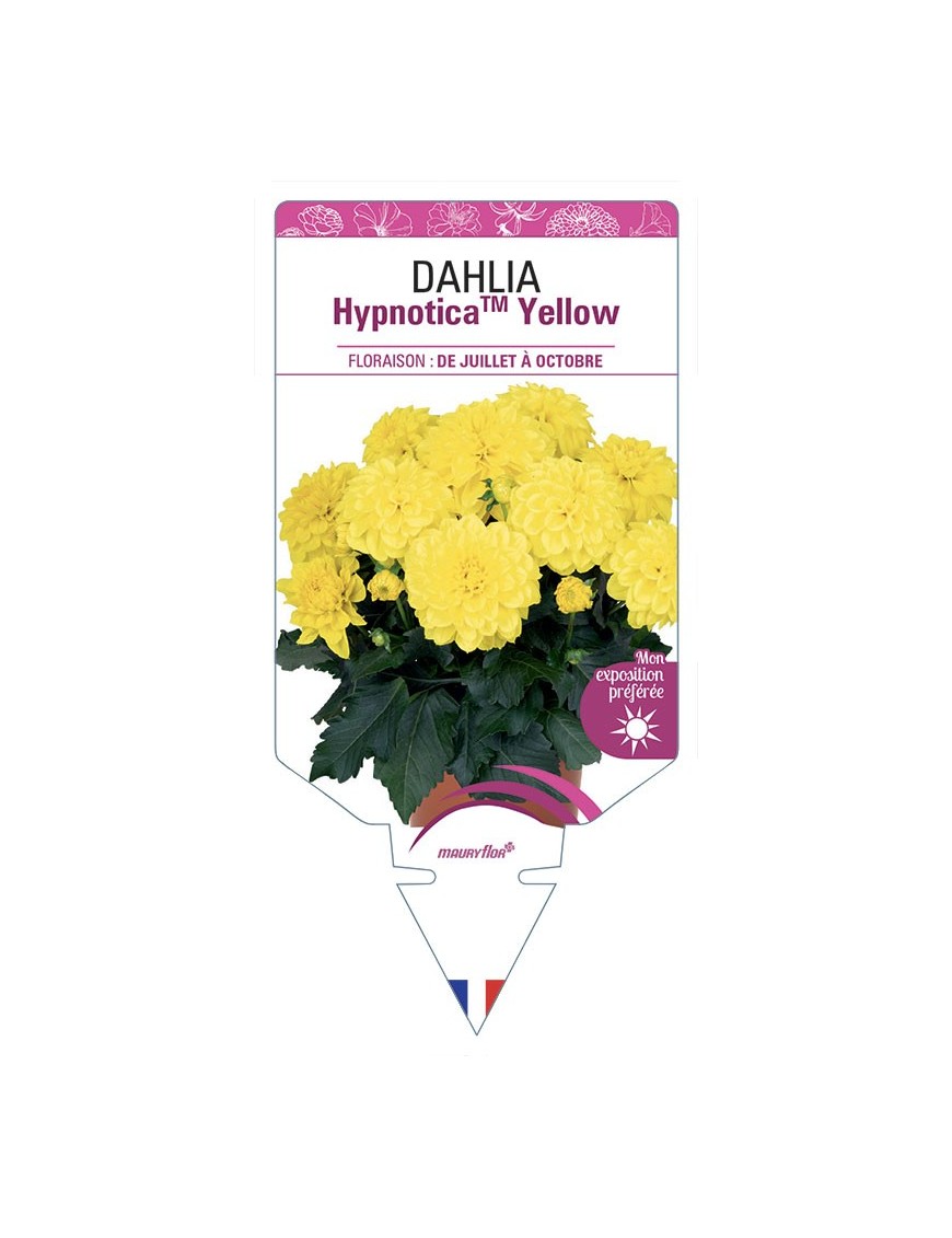 DAHLIA HypnoticaTM Yellow
