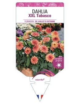 DAHLIA XXL Tabasco