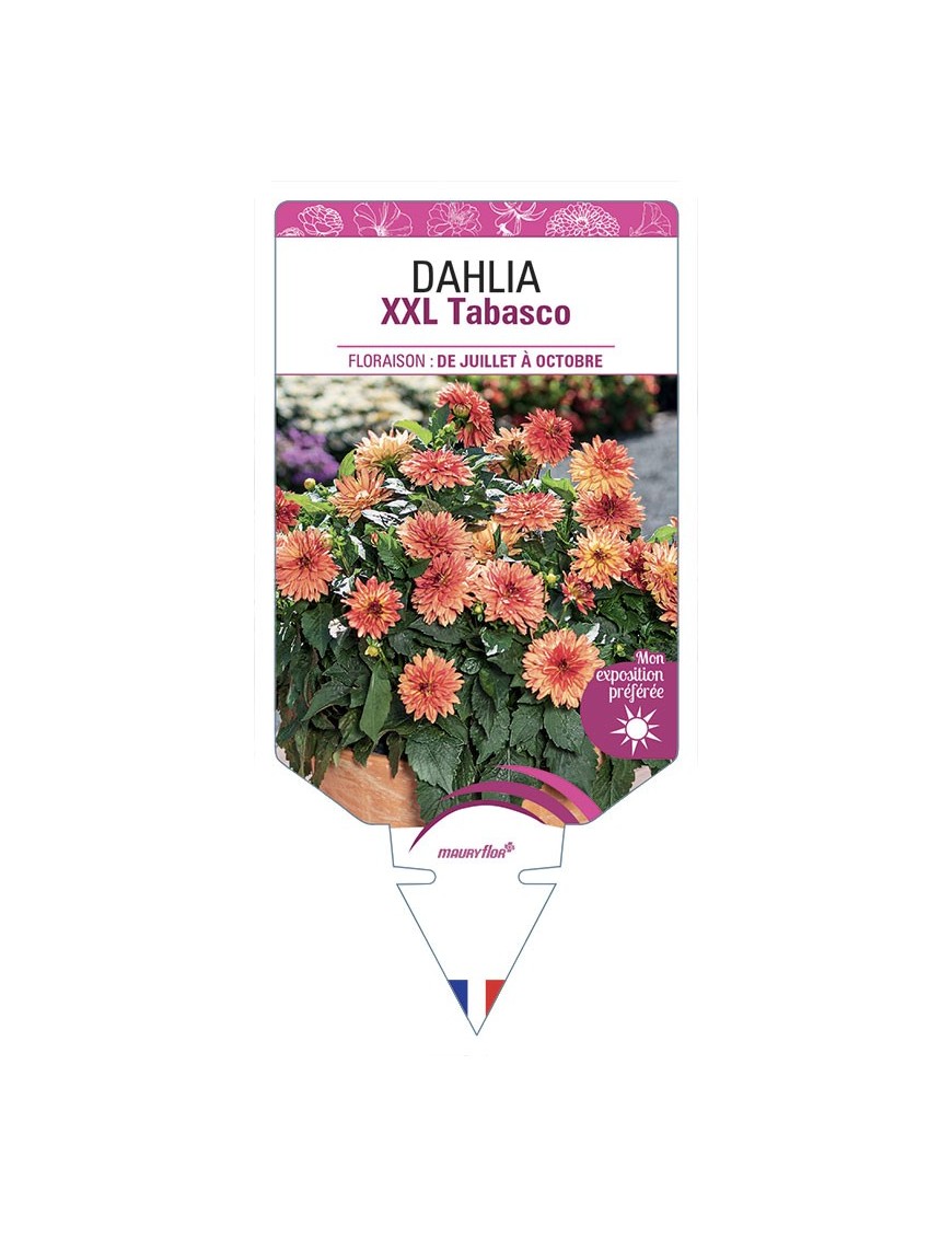 DAHLIA XXL Tabasco